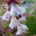 Leycesteria formosa - Fazantenbes - Leycesteria formosa