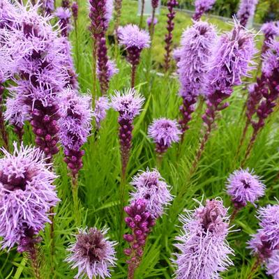 Liatris spicata - Lampepoetser