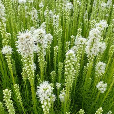 Liatris spicata 'Alba' - Lampepoetser