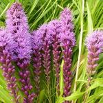 Liatris spicata 'Floristan Violett' - Lampepoetser