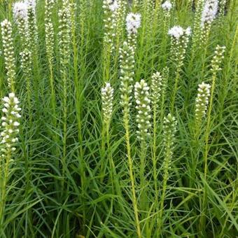 Liatris spicata 'Floristan Weiss'