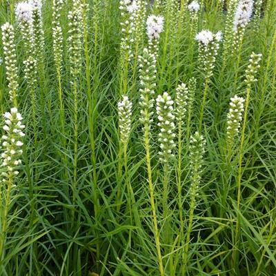 Liatris spicata 'Floristan Weiss' - Lampepoetser