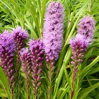 Liatris spicata 'Kobold'