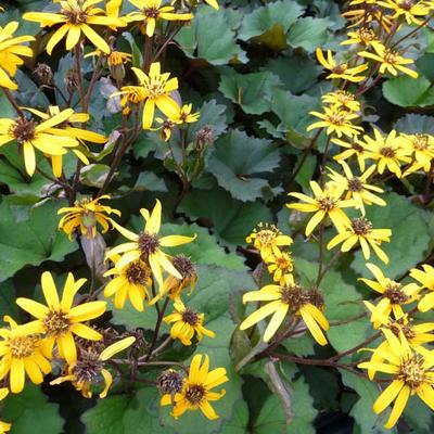 Ligularia dentata 'Desdemona' - Kruiskruid