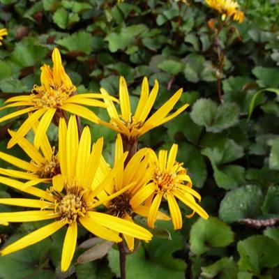 Ligularia dentata 'Othello' - kruiskruid, Tongkruiskruid