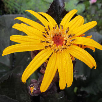 Ligularia dentata 'Pandora'