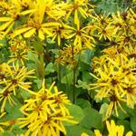 Ligularia x hessei - Kruiskruid