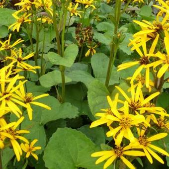 Ligularia x hessei 'Gregynog Gold'