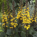 Ligularia 'Bottle Rocket' - Kruiskruid - Ligularia 'Bottle Rocket'