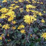 Ligularia dentata 'Osiris Cafe Noir' - Tongkruiskruid