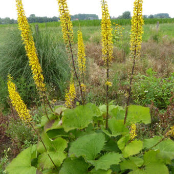 Ligularia 'Zepter'