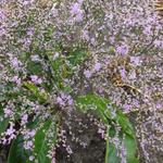 Zeelavendel / lamsoor / statice - Limonium platyphyllum