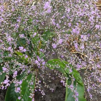 Limonium platyphyllum