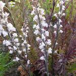 Vlasleeuwebek - Linaria purpurea 'Canon J. Went'