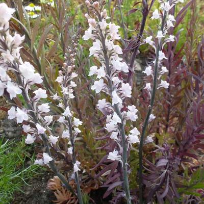 Linaria purpurea 'Canon J. Went' - Vlasleeuwebek