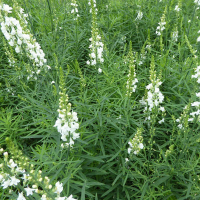 Linaria purpurea 'Springside White' - Vlasleeuwebek