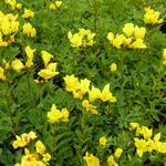 Linum flavum 'Compactum' - Geel vlas