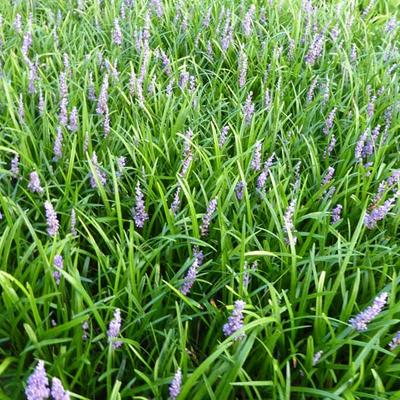 Liriope muscari 'Big Blue' - Leliegras