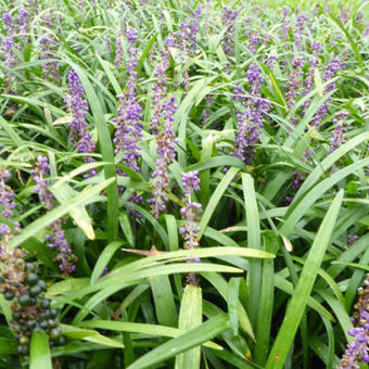 Liriope muscari 'Evergreen Giant'