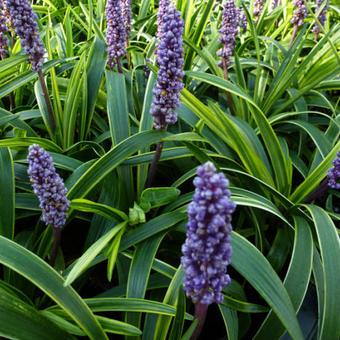 Liriope muscari 'Gold Band'