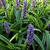 Liriope muscari 'Gold Band'