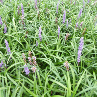 Liriope muscari 'Lilac Wonder'