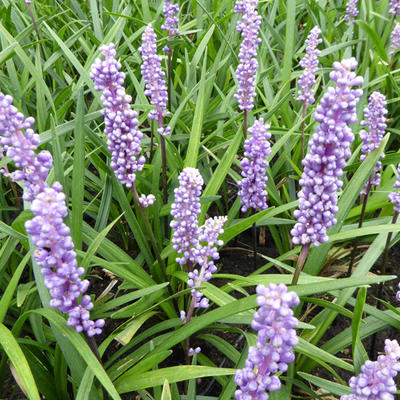 Liriope muscari 'Moneymaker' - Leliegras