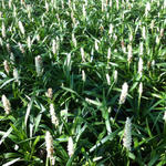 leliegras - Liriope muscari 'Monroe White'