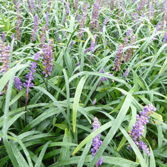 Liriope muscari 'Royal Purple'