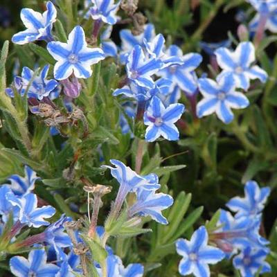 Lithodora diffusa 'Star' - Parelzaad, Steenzaad