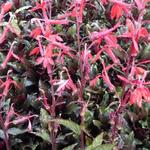 Lobelia cardinalis 'Black Truffle' - Waterlobelia