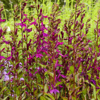 Lobelia x speciosa 'Tania'