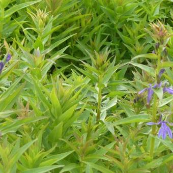 Lobelia sessilifolia