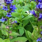 Lobelia siphilitica 'Blaue Auslese' - Virginische Lobelia