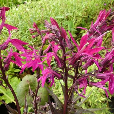 Lobelia - Lobelia x speciosa 'Russian Princess'