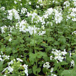 Lunaria annua 'Albiflora' - Judaspenning - Lunaria annua 'Albiflora'