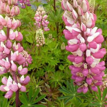 Lupinus 'GALLERY Pink'