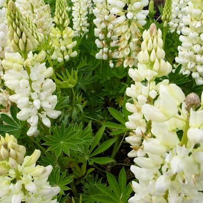 Lupinus  'GALLERY White' - Lupine