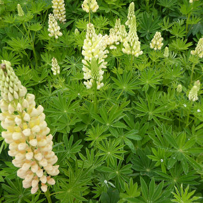 Lupine - Lupinus 'GALLERY Yellow'