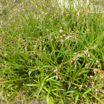 Luzula sylvatica 'Bromel'