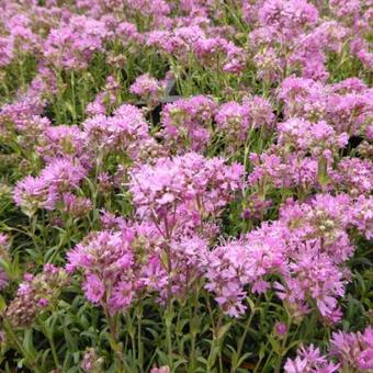 Lychnis alpina 'Rosea'