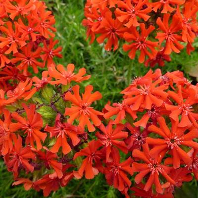 Lychnis chalcedonica - Brandende liefde