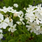 Lychnis coronaria 'Alba' - Prikneus - Lychnis coronaria 'Alba'