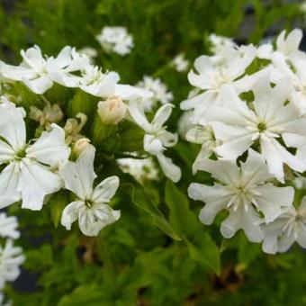 Lychnis coronaria 'Alba'