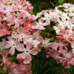 Lychnis chalcedonica 'Carnea' - Brandende liefde