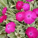 Lychnis coronaria 'Atrosanguinea' - Prikneus - Lychnis coronaria 'Atrosanguinea'