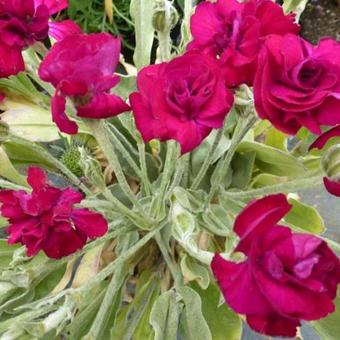 Lychnis coronaria 'Gardeners' World'