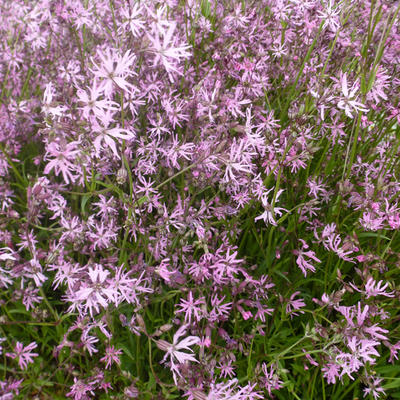 Silene flos-cuculi - Echte koekoeksbloem