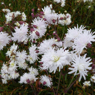 Echte koekoeksbloem - Silene flos-cuculi 'Petit Henri'