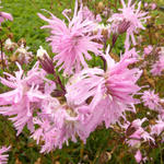 Silene flos-cuculi 'Petite Jenny' - Echte koekoeksbloem - Silene flos-cuculi 'Petite Jenny'